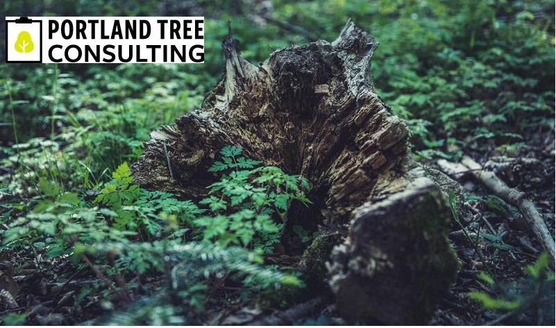 Portland Tree Consulting Image